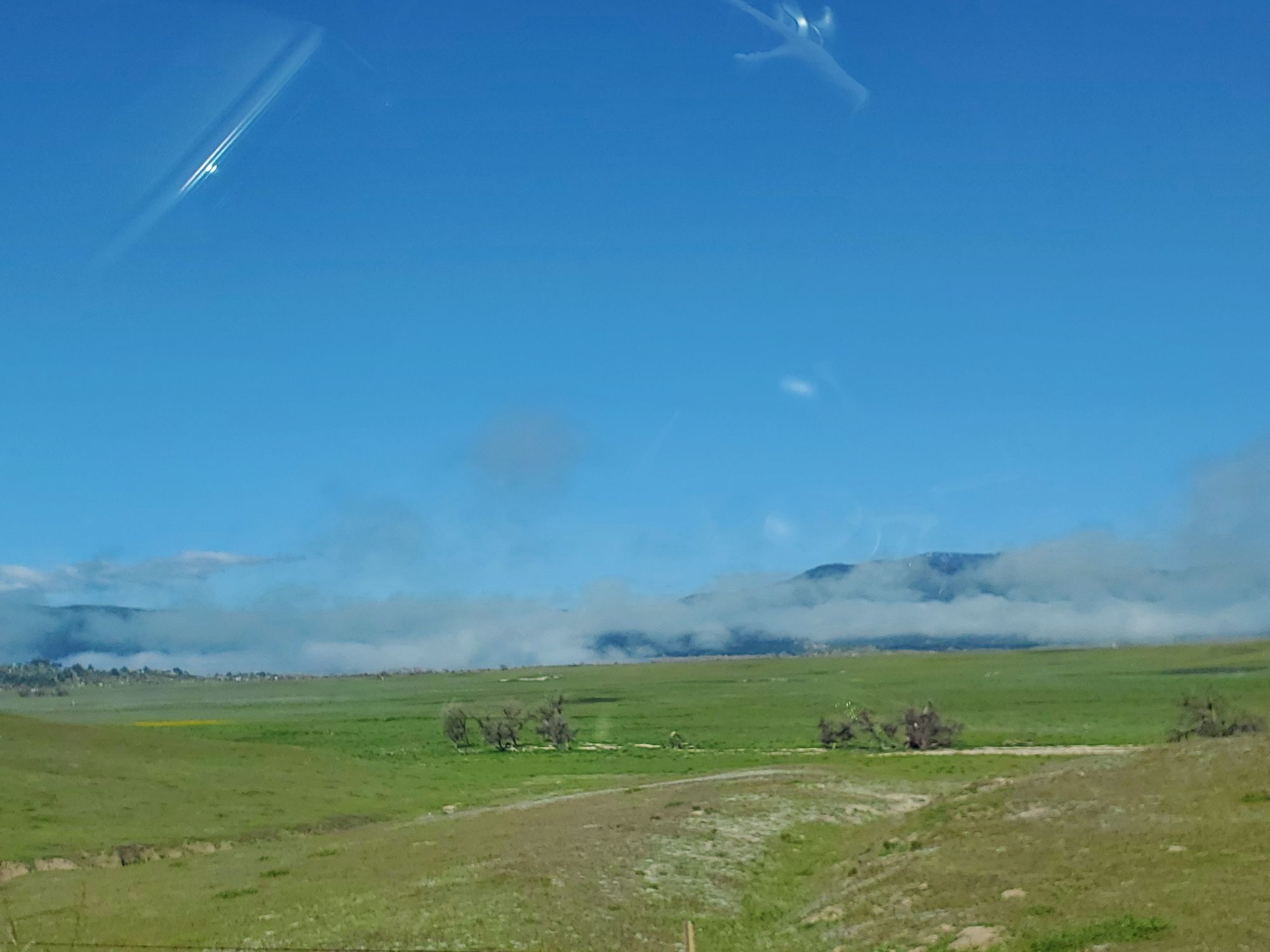Palomar mountain mist