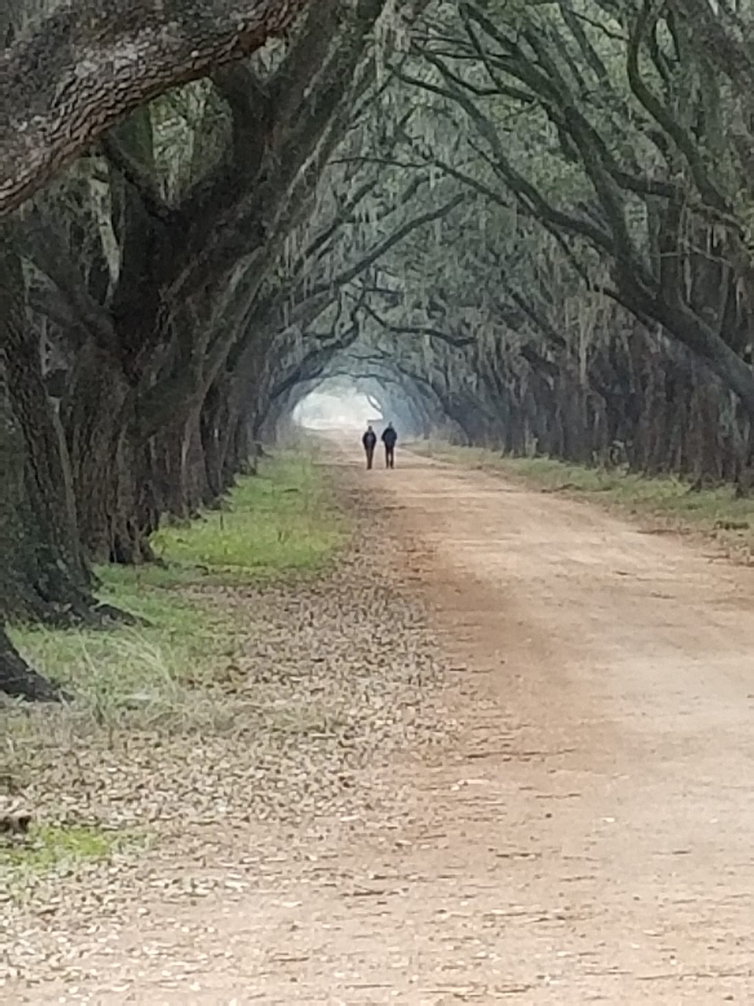 A tree-lined path