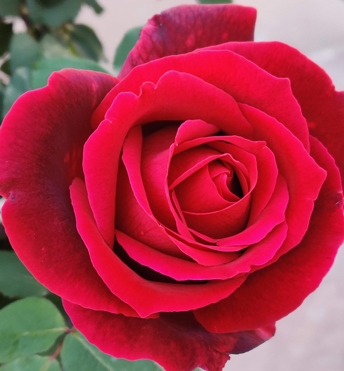 A rose in bloom