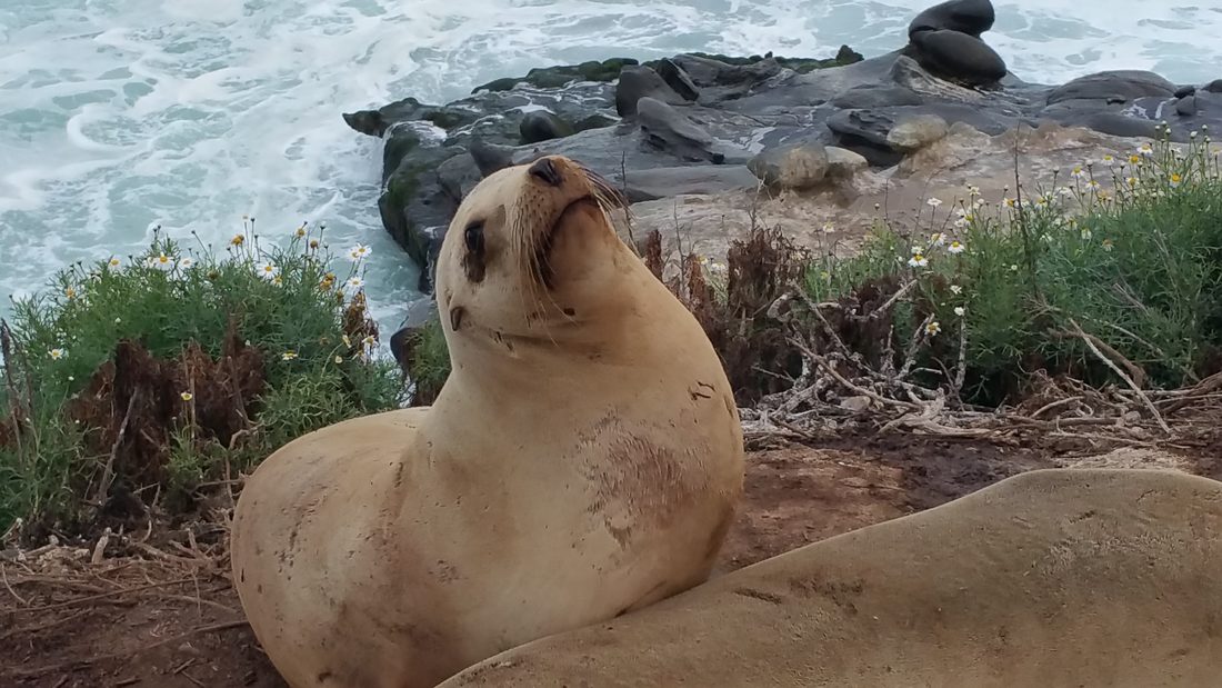 La Jolla Cove sea lions